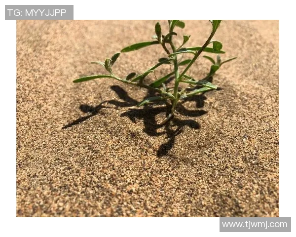 史鸿飞：在科技创新浪潮中引领未来发展的青年领袖之路